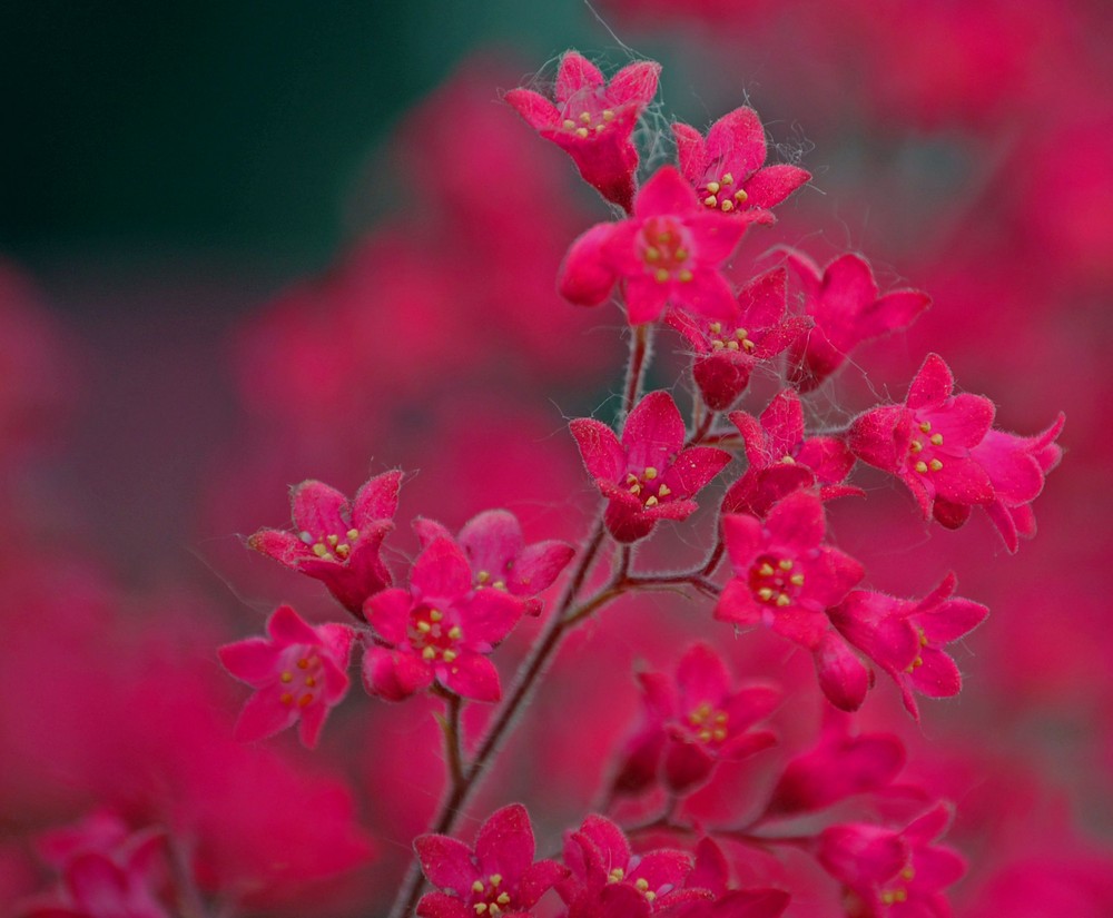 Heuchera