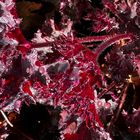 HEUCHERA