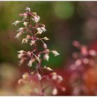 Heuchera