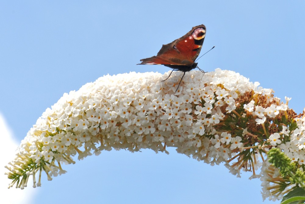 Heuer gibt es sehr viele Schmetterlinge im Garten