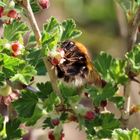 Heuer gibt es Stachelbeeren.........