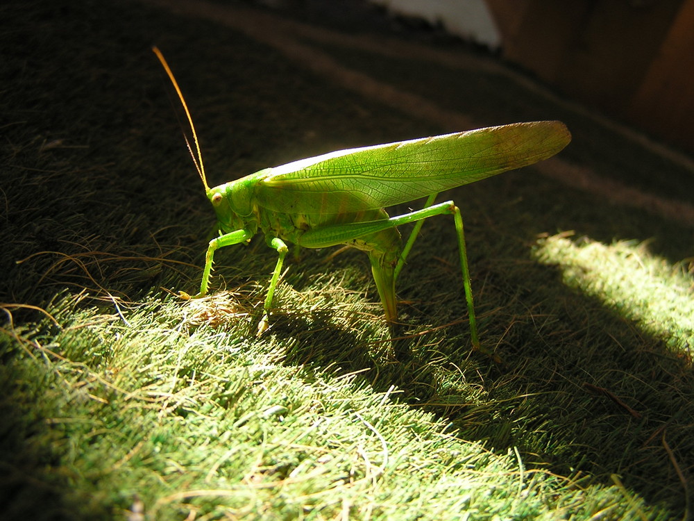 Heuer im Garten