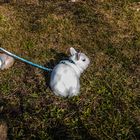 heuer kommt der osterhase aber früh .........