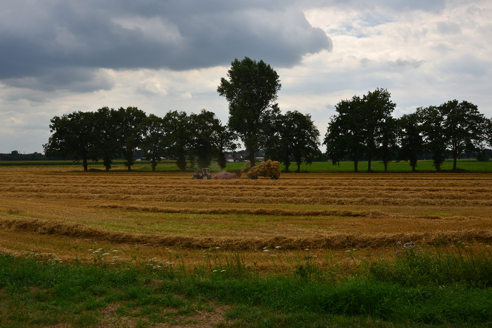 Heuernte im August