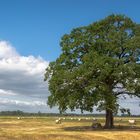 Heuernte im Deichvorland