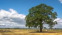 Heuernte im Deichvorland