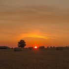 Heuernte im Morgengrauen