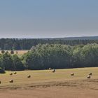 Heuernte im Sommer