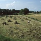 Heuernte im Spreewald