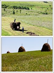 Heuernte in der Gegend um Târgu Mures