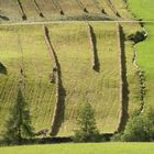 Heuernte in Taufers (Südtirol)