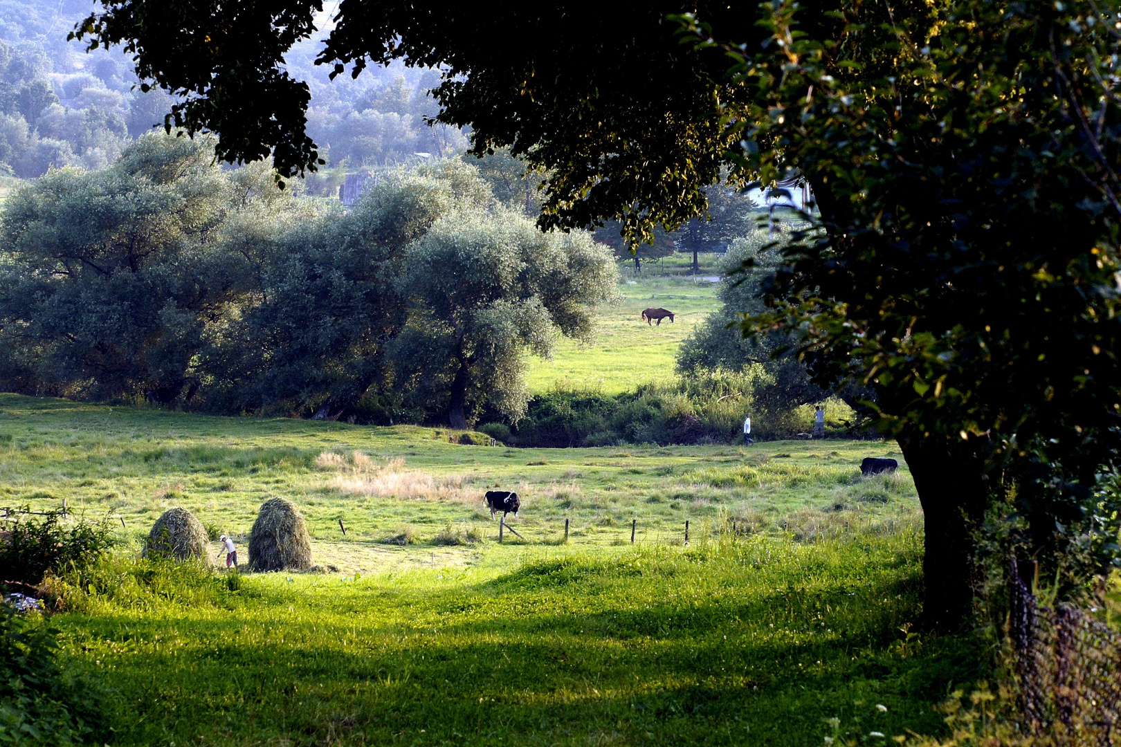 Heuernte; Karpatenvorland; Galizien