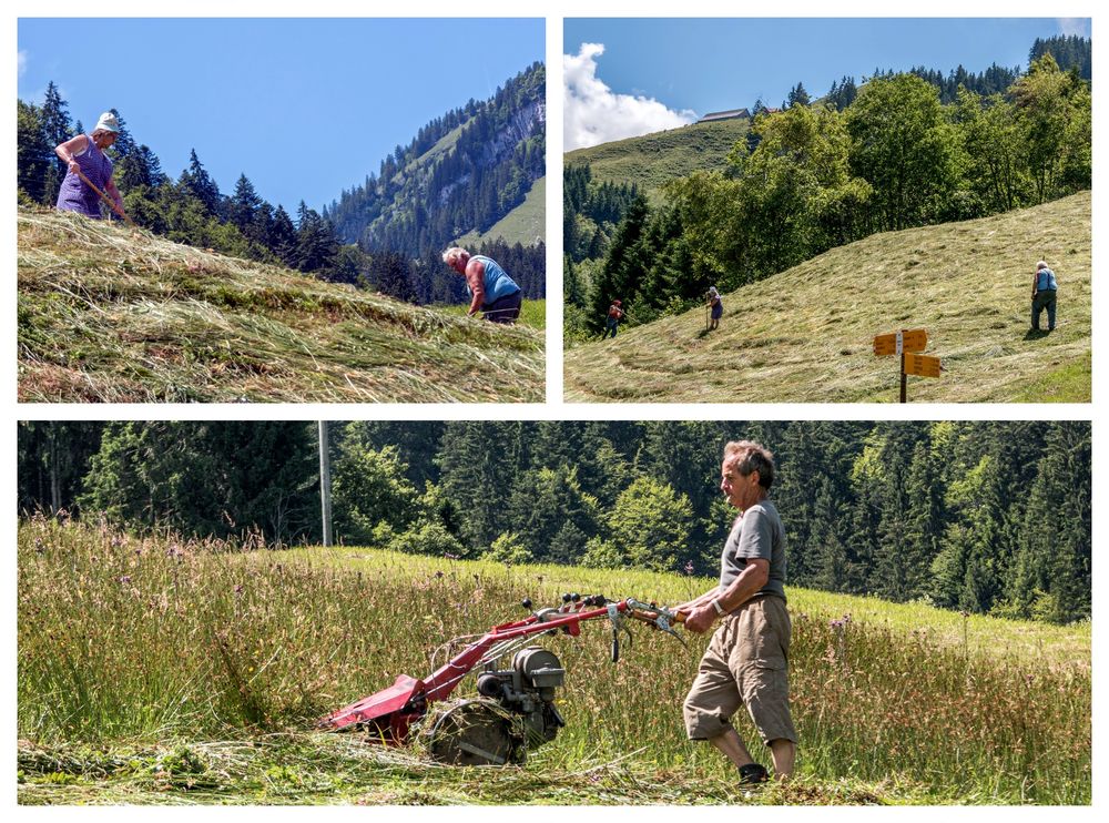 Heuet - Wildheuen im Wägital SZ