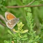 Heufalter od. Kleines Wiesenvögelchen