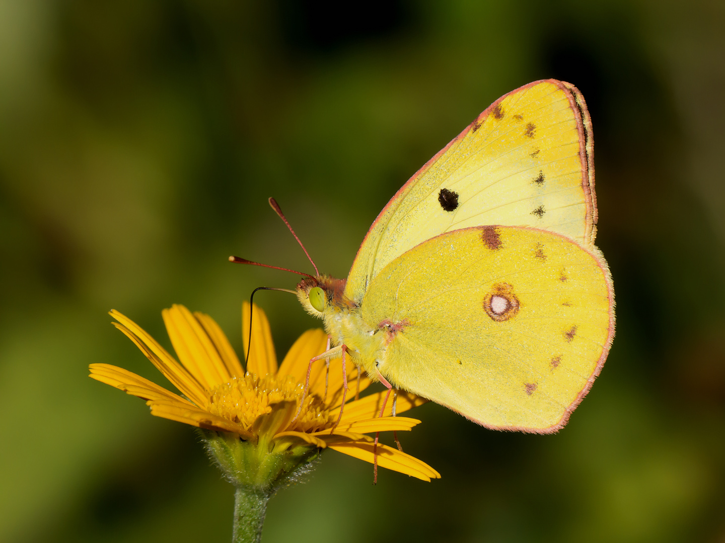 Heufalter oder Gelbling