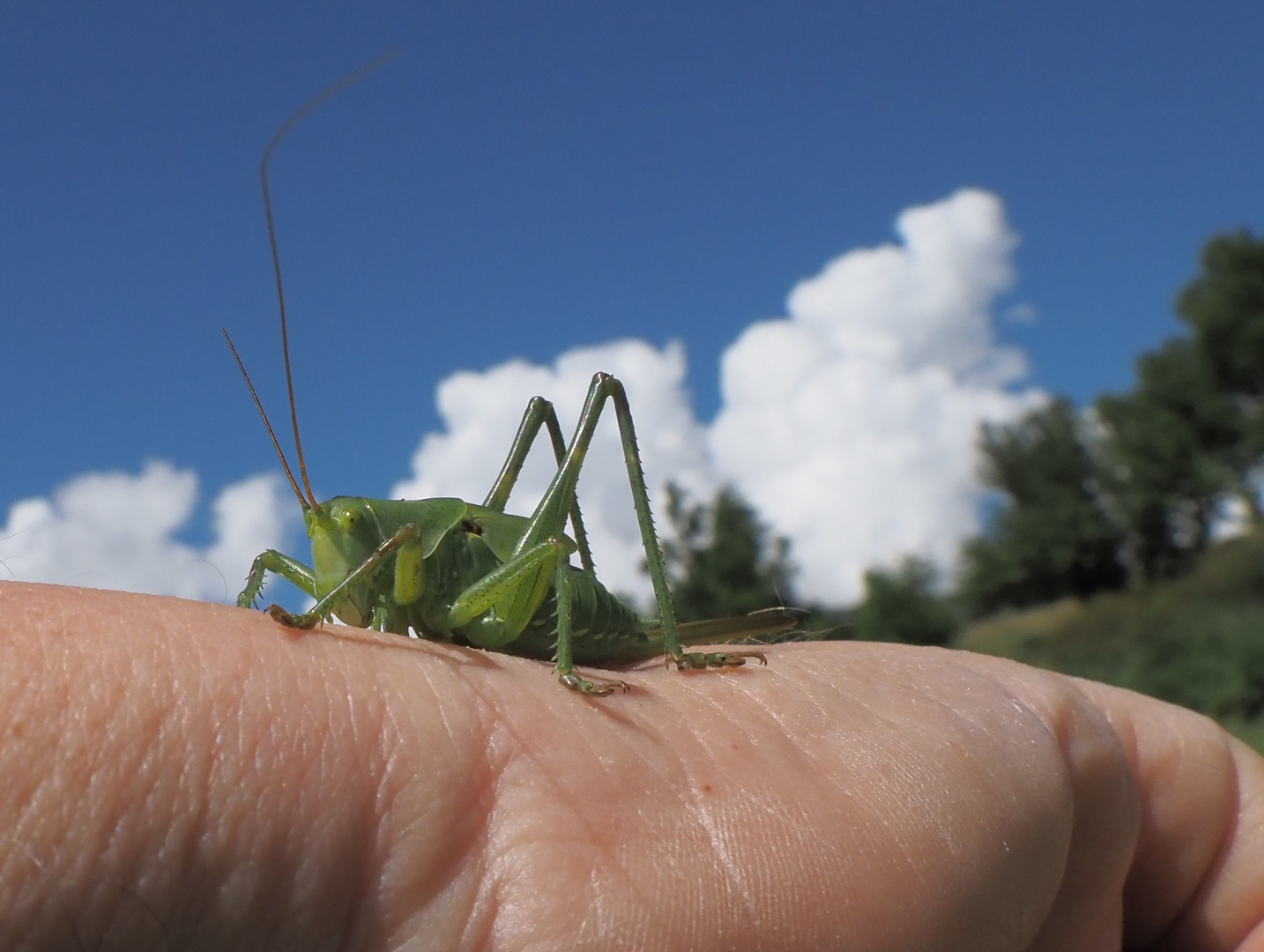 Heugümper