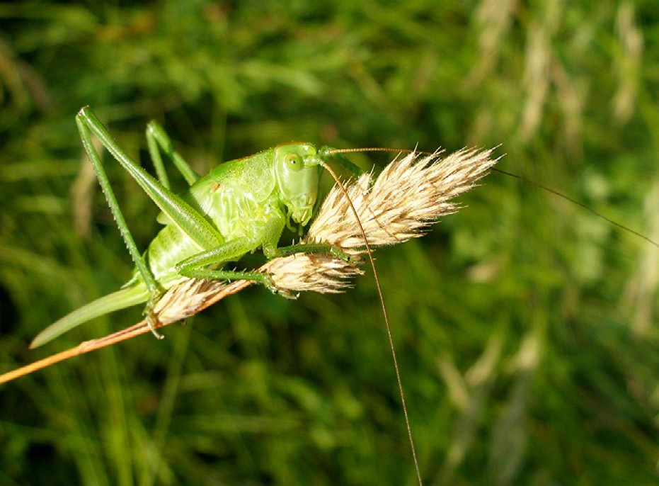 Heugümper