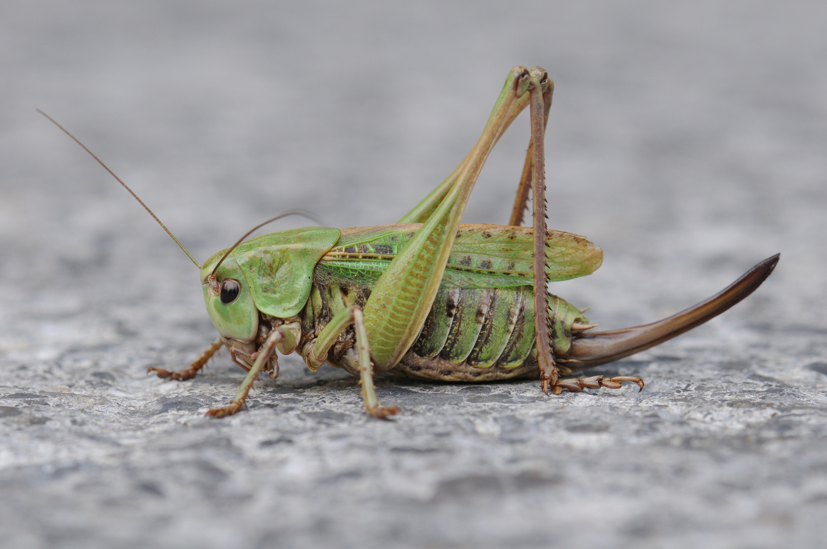 Heugümper / Grashopper