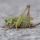 Heugümper / Grashopper