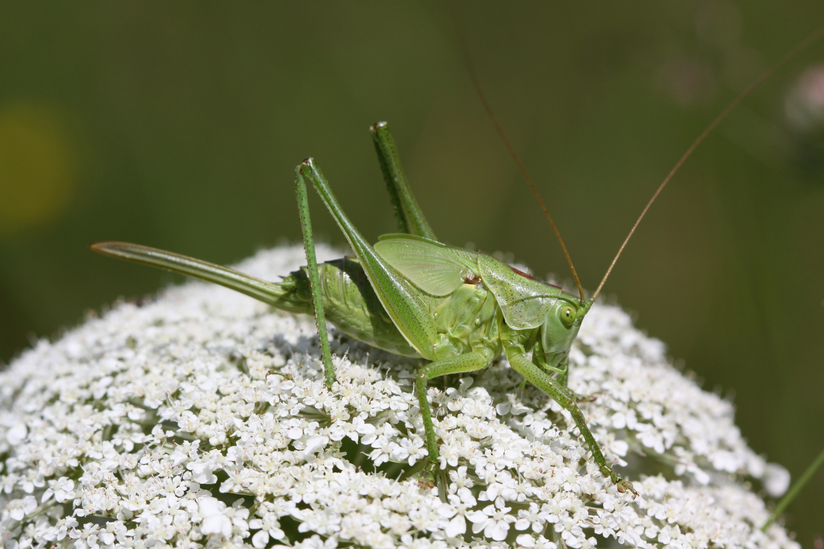 Heugümper zu Besuch