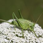 Heugümper zu Besuch