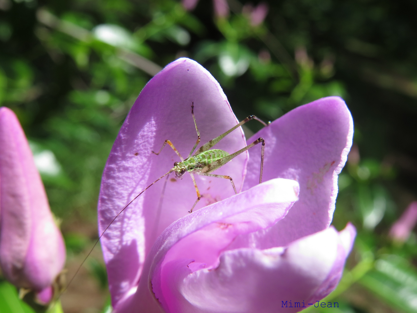 Heuhüpfer in Blume