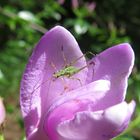 Heuhüpfer in Blume