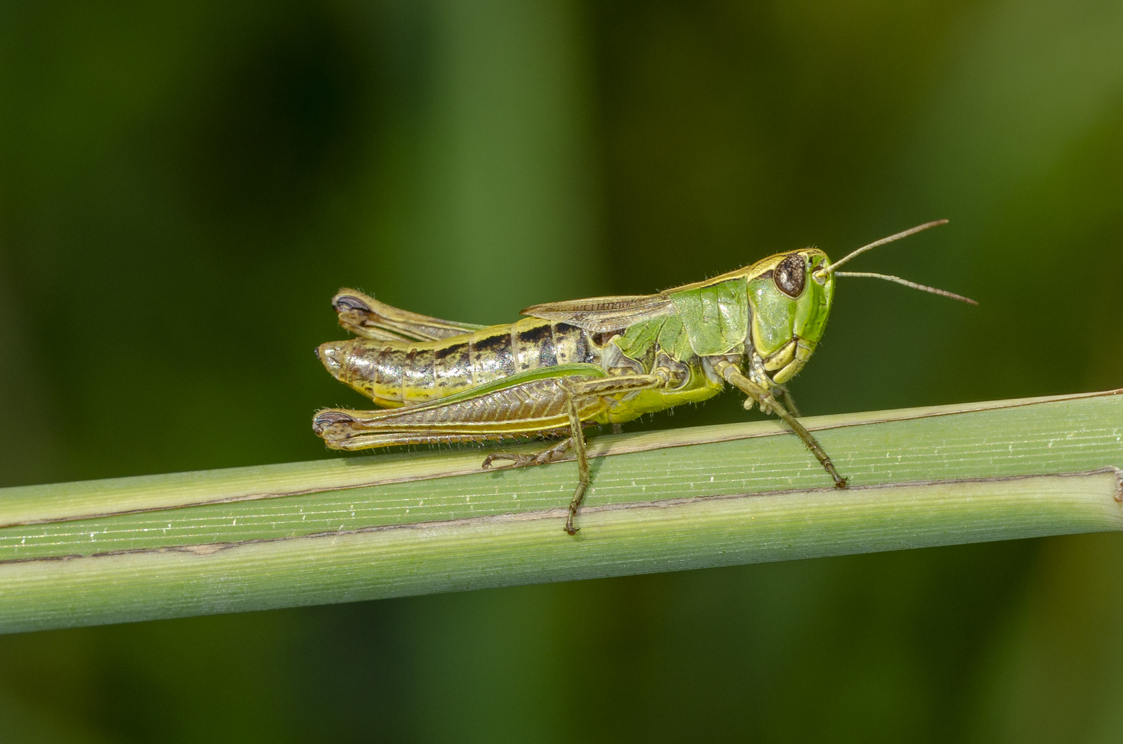 Heuhüpfer (Omocestus viridulus)