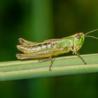 Heuhüpfer (Omocestus viridulus)