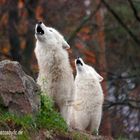 Heulen im Duett... - Wildpark Hanau Klein-Auheim - Photos by FC - Jeannette Dewald