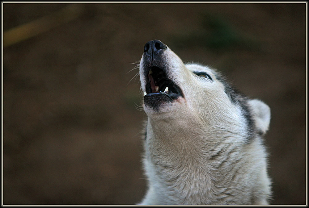 Heulen wie die Wölfe&hellip; Foto &amp; Bild tiere, haustiere, hunde Bilder