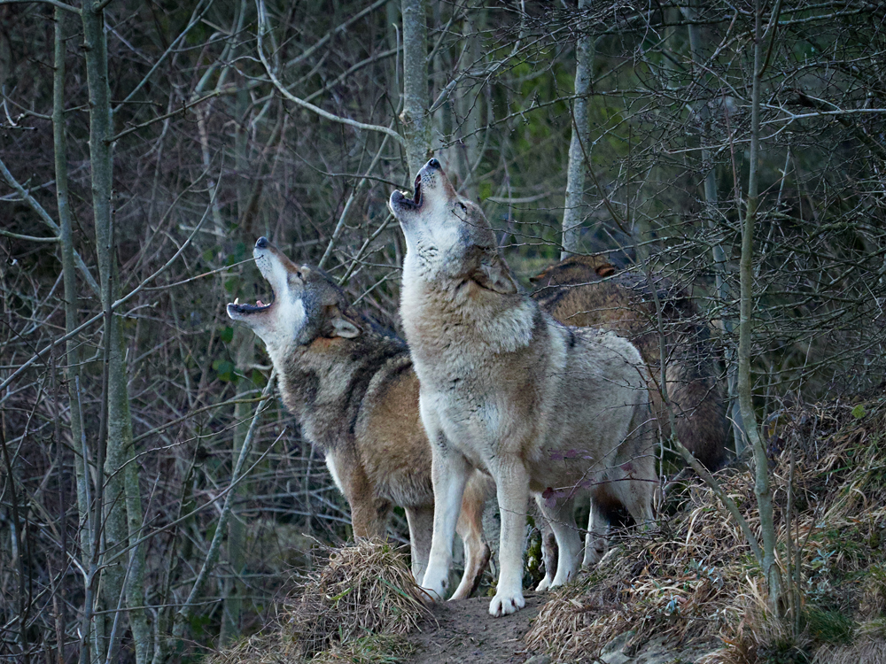 Heulende Wölfe