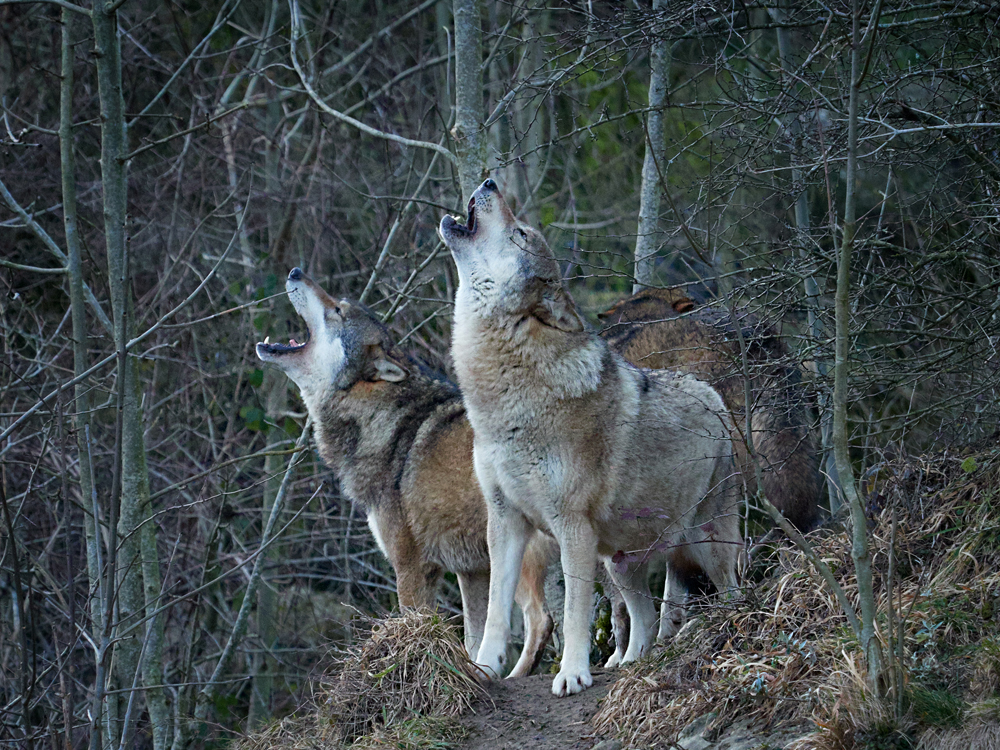 Heulende Wölfe Foto & Bild tiere, wildlife, säugetiere Bilder auf