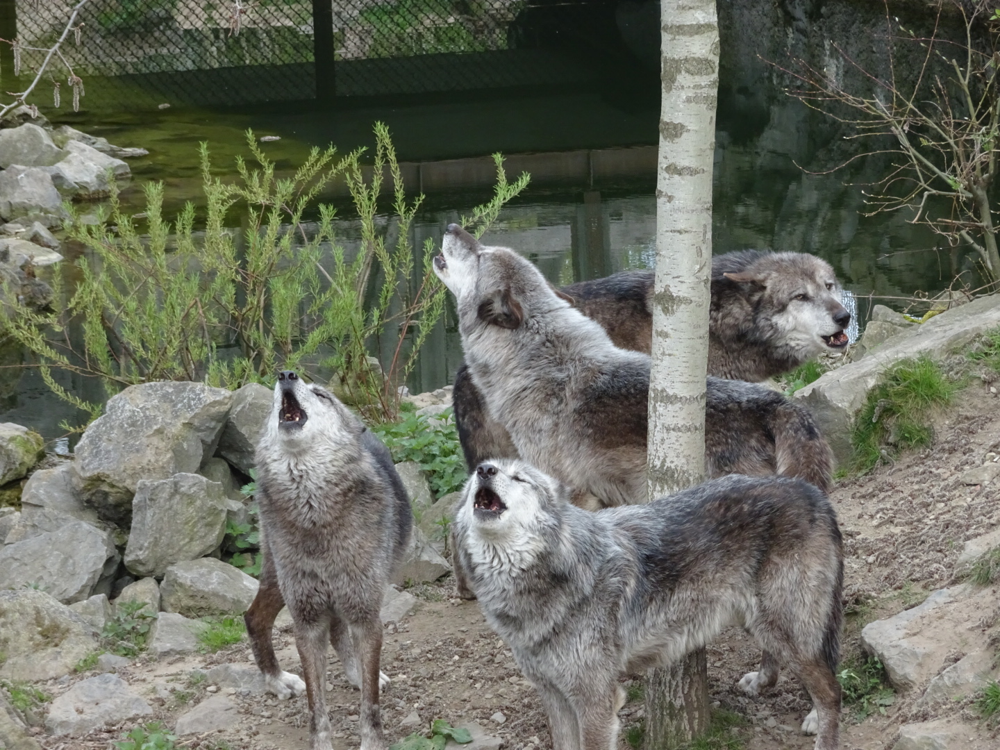Heulende Wölfe im Zoo in Hannover. 