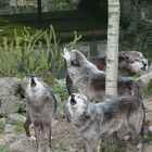 Heulende Wölfe im Zoo in Hannover. 