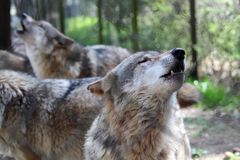 Heulender Grau Wolf im Wildpark Lüneburger Heide