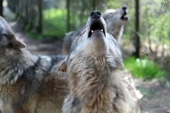 Heulender Grauwolf im Wildpark Lüneburger Heide