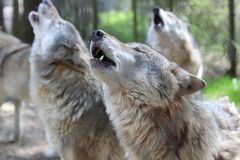 Heulender Grauwolf im Wildpark Lüneburger Heide