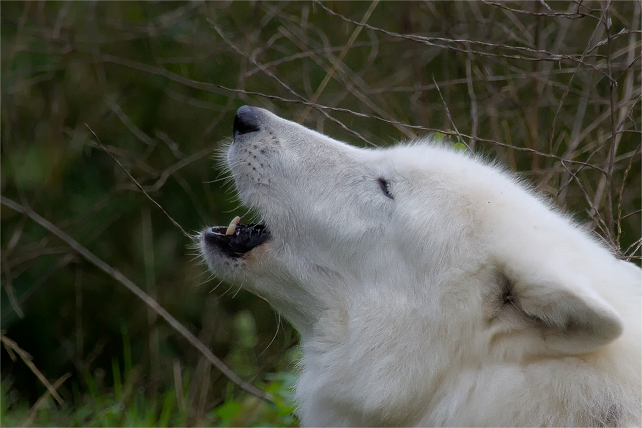 Heulender Polarwolf