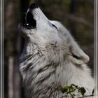 Heulender Polarwolf / Howling artic wolf