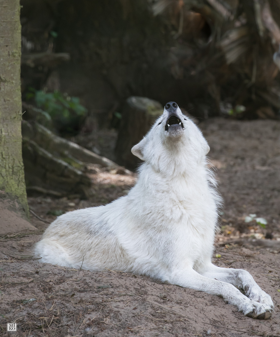 Heulender weißer Wolf