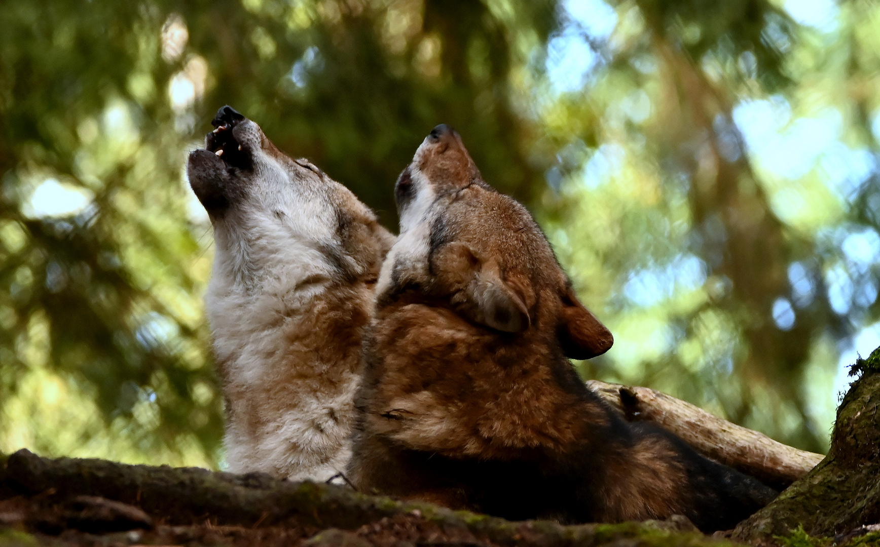 Heulendes Duett und im Hintergrund heulen alle Wölfe....