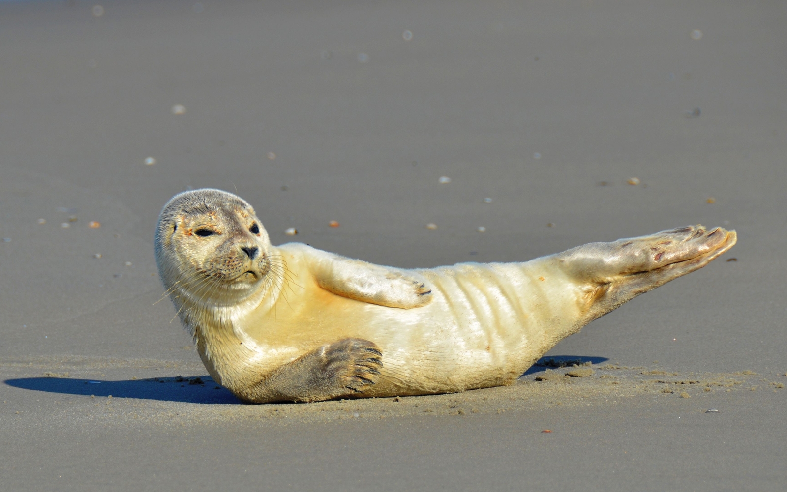 Heuler Foto Bild Tiere Wildlife Saugetiere Bilder Auf Fotocommunity