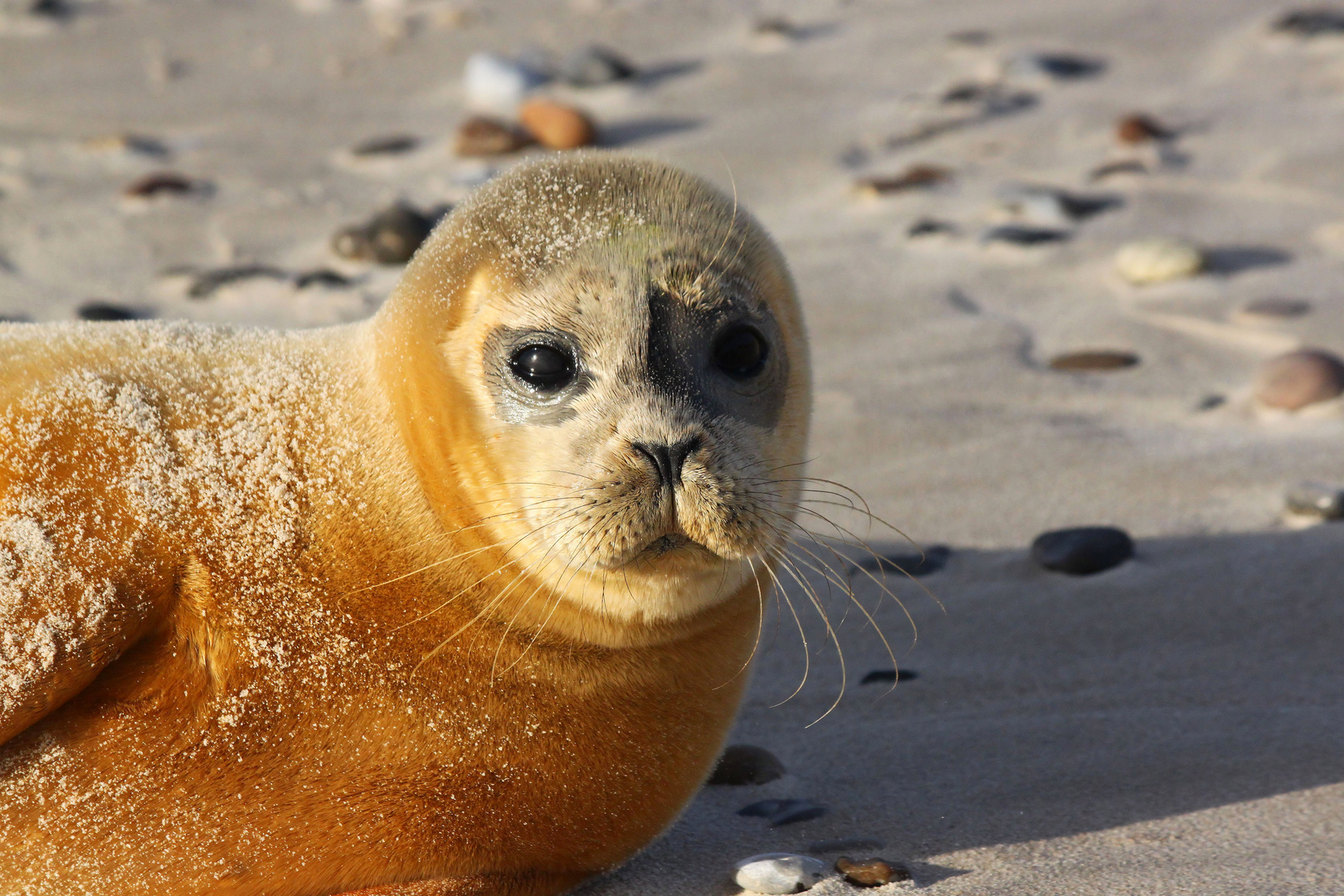 Heuler am Strand