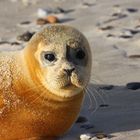 Heuler am Strand