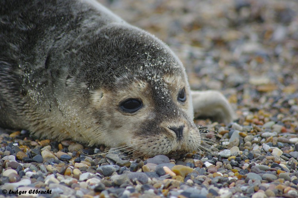 Heuler am Strand