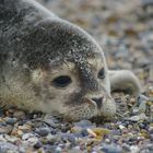 Heuler am Strand