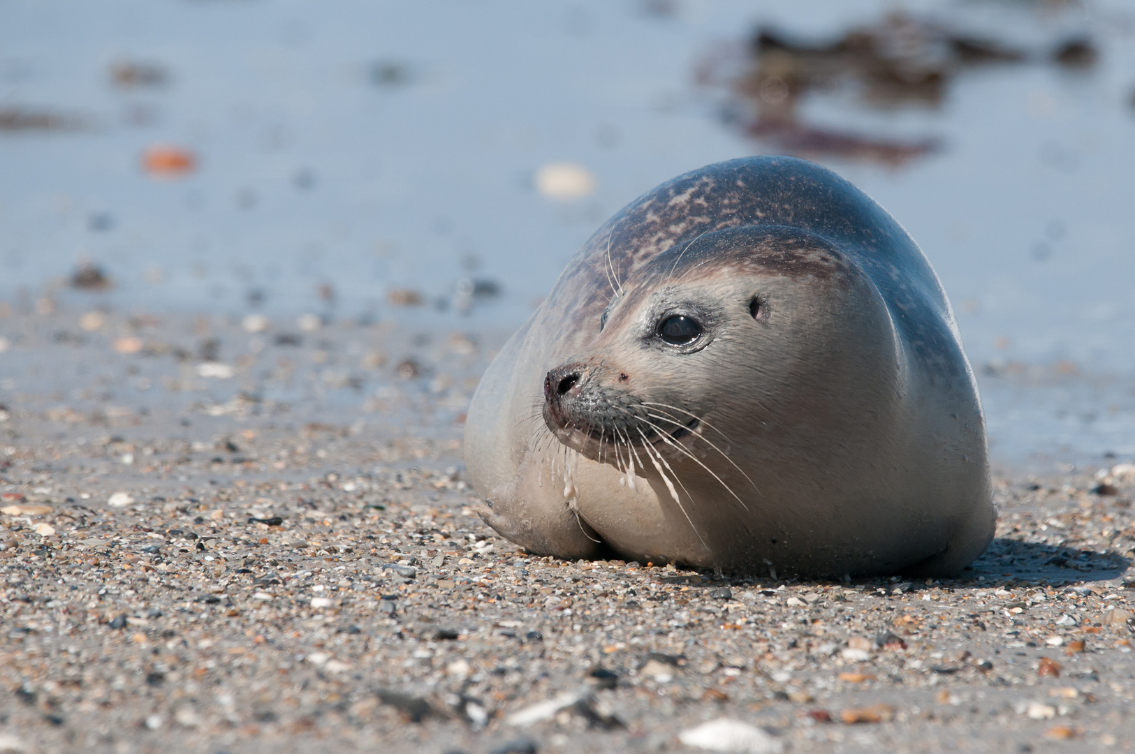 Heuler am Strand der Helgoländer Düne