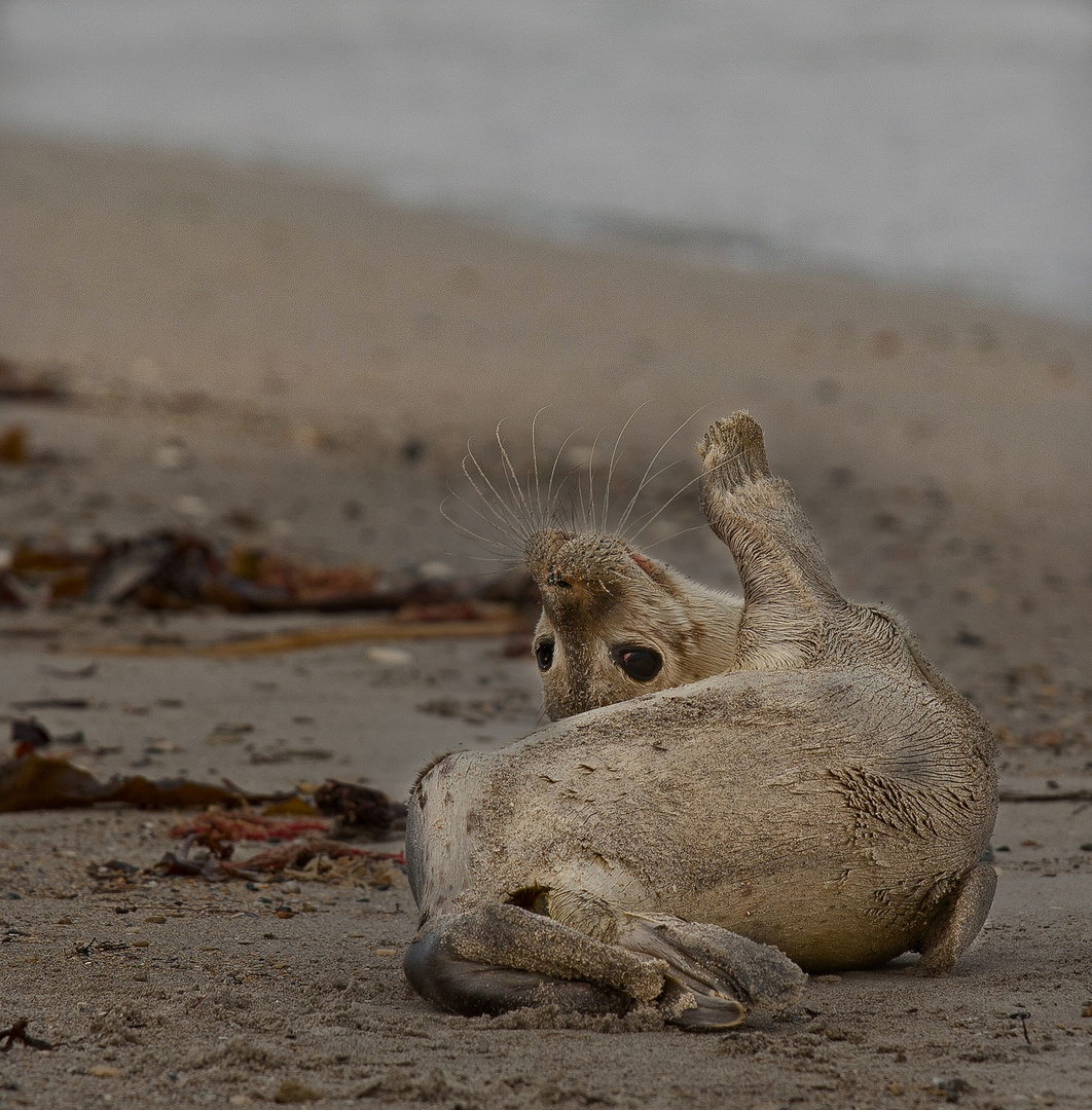 Heuler auf Helgoland Düne