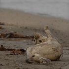 Heuler auf Helgoland Düne